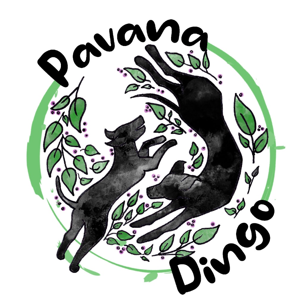 Pavana Dingo